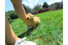 Cute Malt a Poo Poodle Mix Puppy