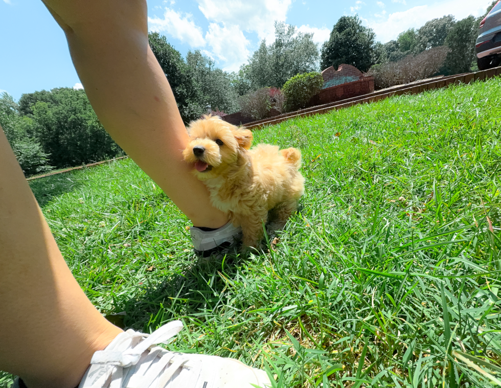 Cute Malt a Poo Poodle Mix Puppy