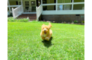 Best Maltipoo Baby
