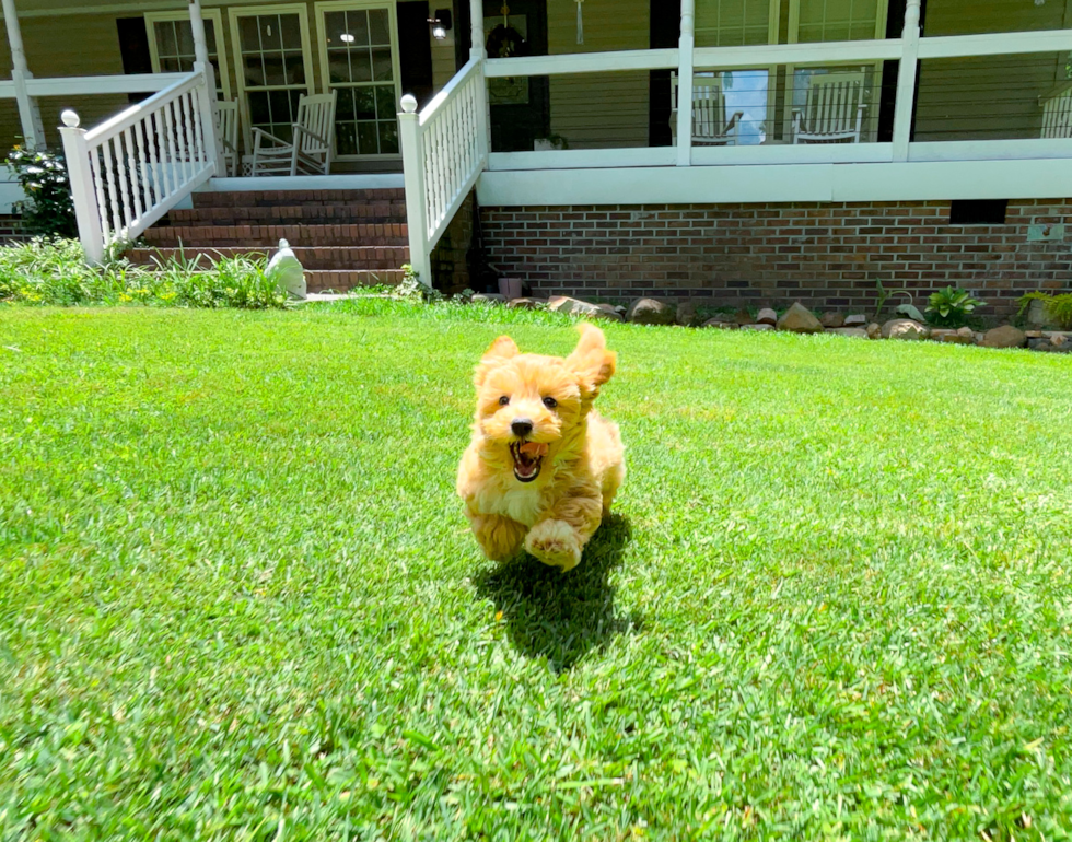 Best Maltipoo Baby