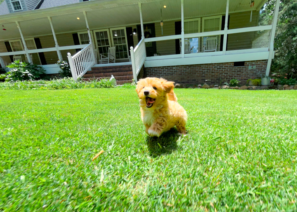 Cute Malt a Poo Poodle Mix Puppy