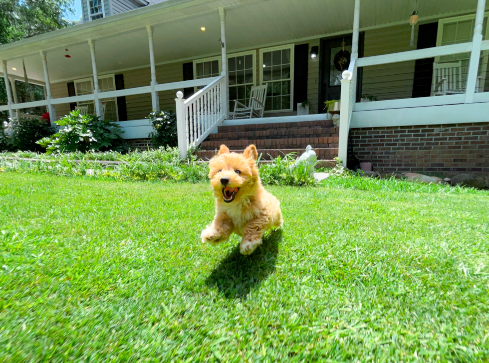 Maltipoo Pup Being Cute