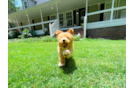 Maltipoo Pup Being Cute