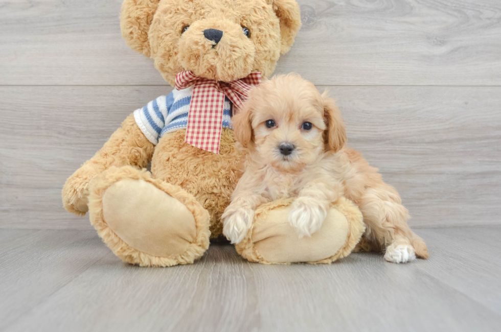 6 week old Maltipoo Puppy For Sale - Simply Southern Pups