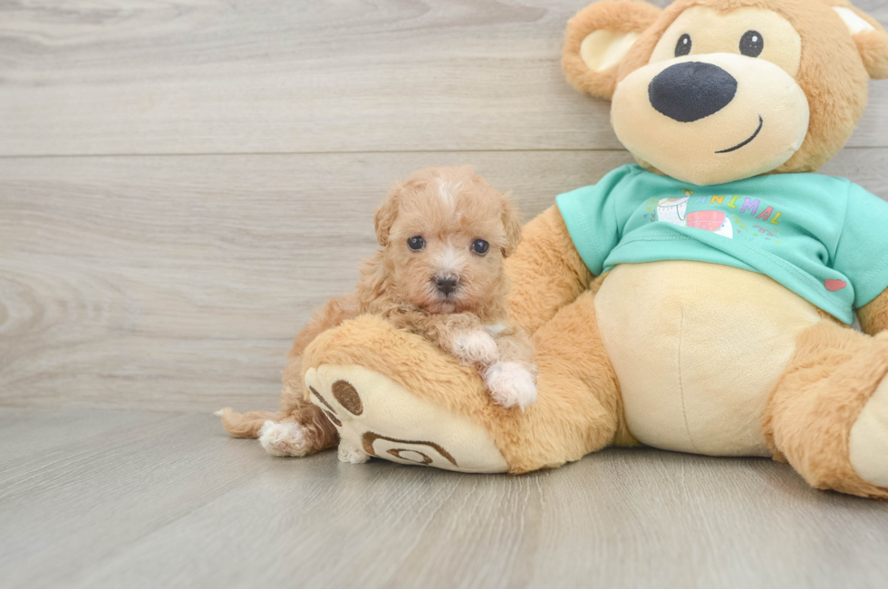 5 week old Maltipoo Puppy For Sale - Simply Southern Pups