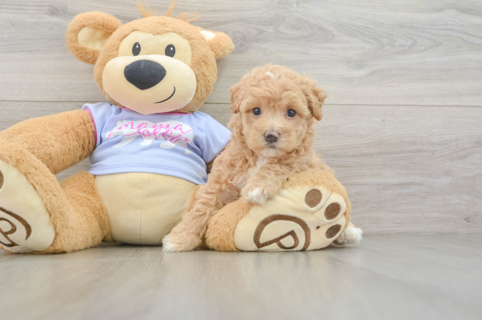 6 week old Maltipoo Puppy For Sale - Simply Southern Pups