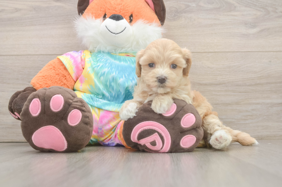 5 week old Maltipoo Puppy For Sale - Simply Southern Pups