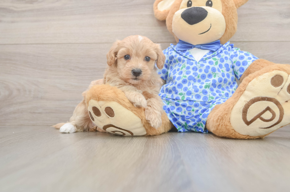5 week old Maltipoo Puppy For Sale - Simply Southern Pups