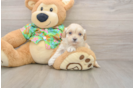 Smart Maltipoo Poodle Mix Pup