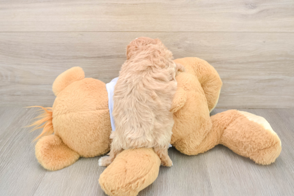 Happy Maltipoo Baby