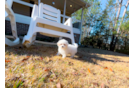 Cute Maltipoo Baby