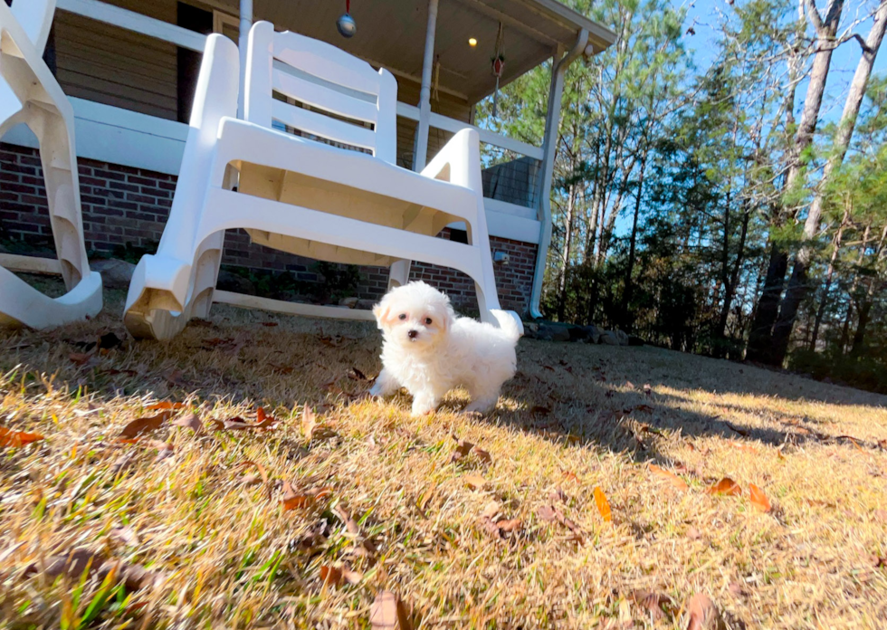 Cute Maltipoo Baby