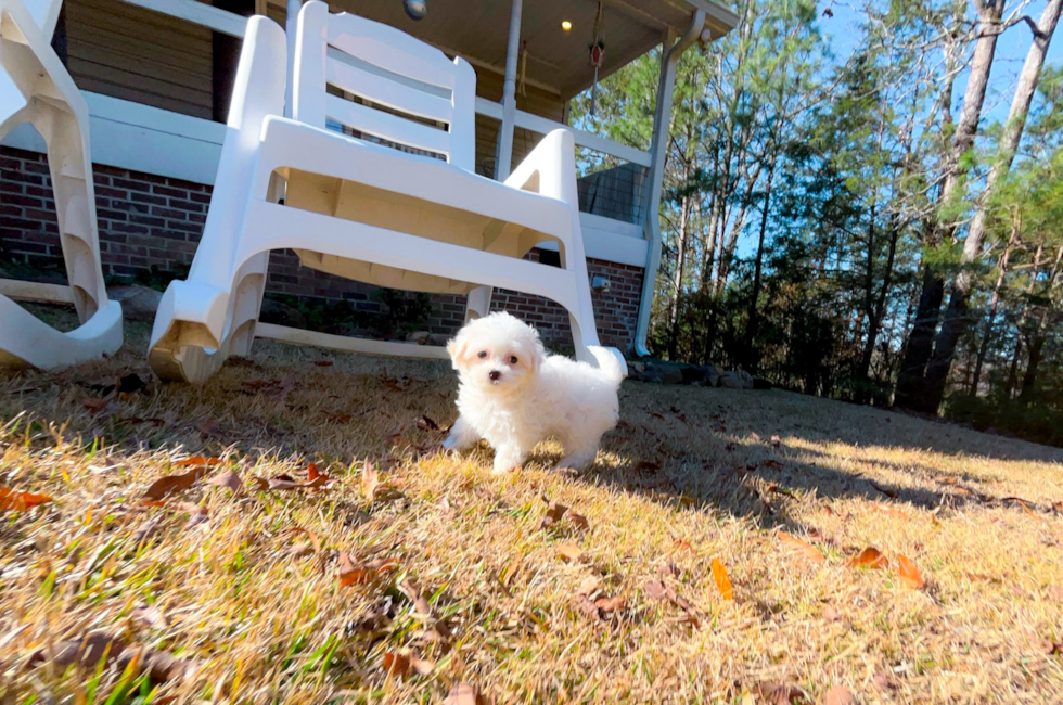 8 week old Maltipoo Puppy For Sale - Simply Southern Pups