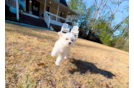 Maltipoo Pup Being Cute