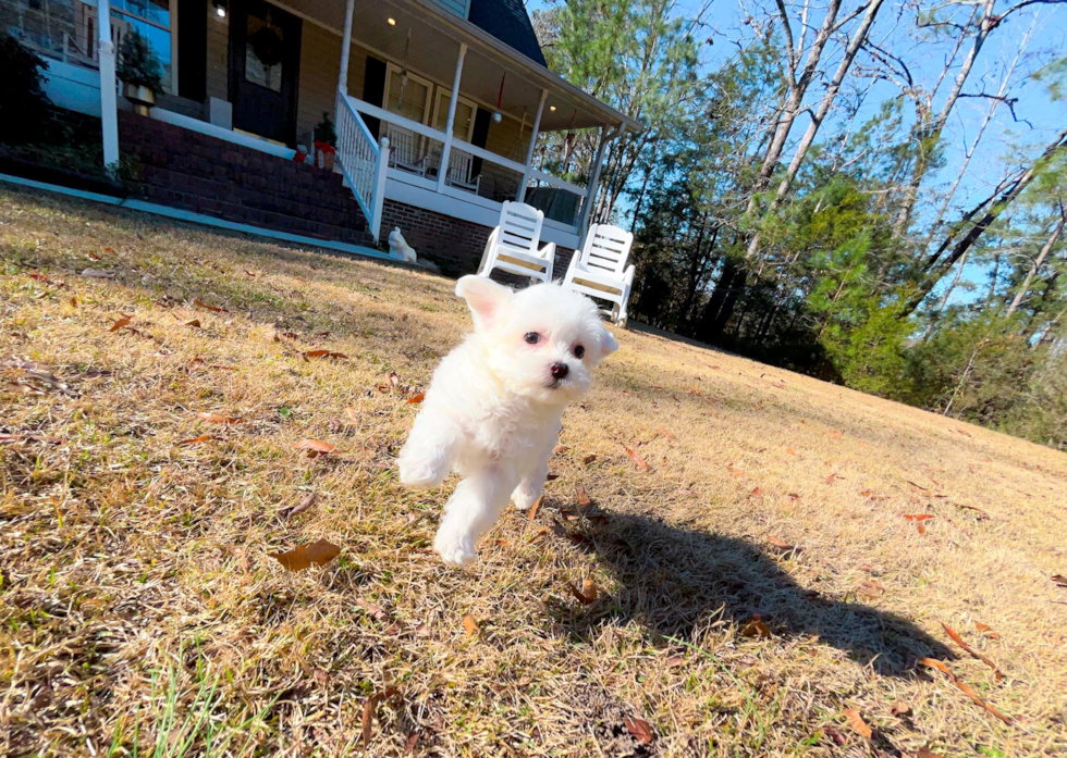 Maltipoo Pup Being Cute