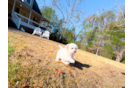 Cute Malt a Poo Poodle Mix Puppy