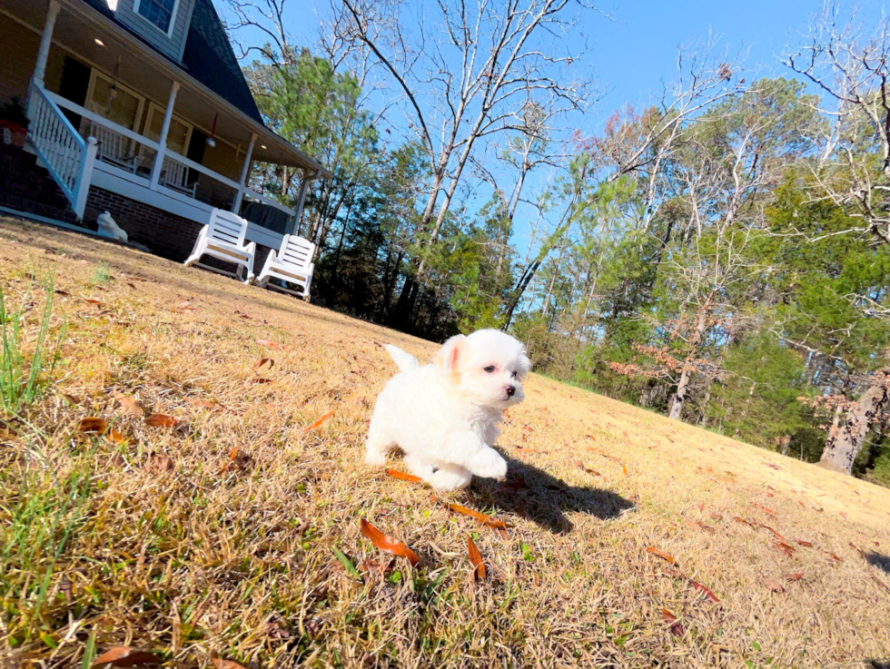 Cute Malt a Poo Poodle Mix Puppy