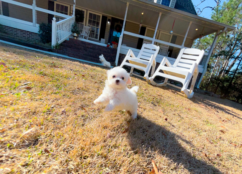 Cute Malt a Poo Poodle Mix Puppy