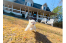 Cute Maltipoo Poodle Mix Pup