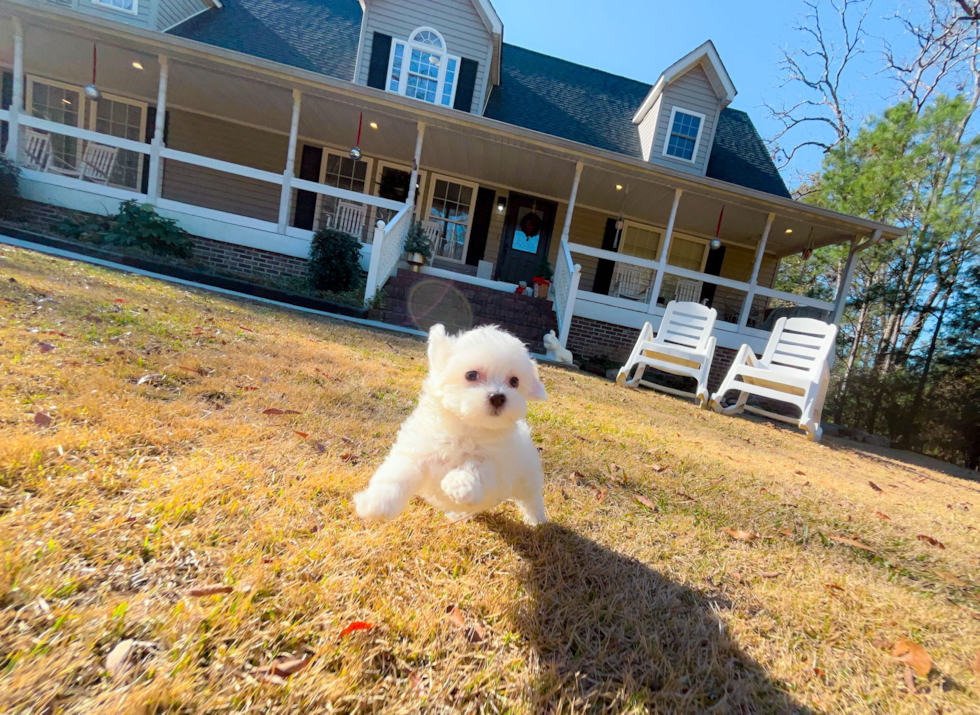 Cute Maltipoo Poodle Mix Pup