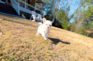 Maltipoo Puppy for Adoption