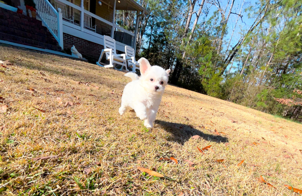 Maltipoo Puppy for Adoption