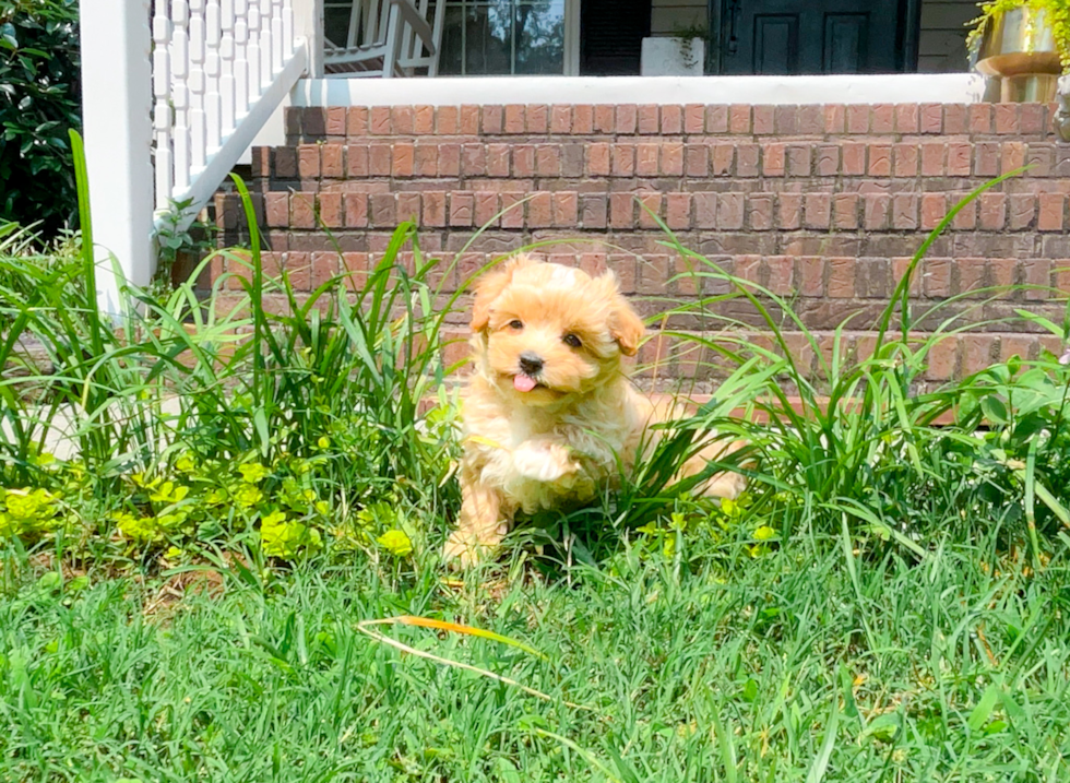 Cute Maltipoo Poodle Mix Pup