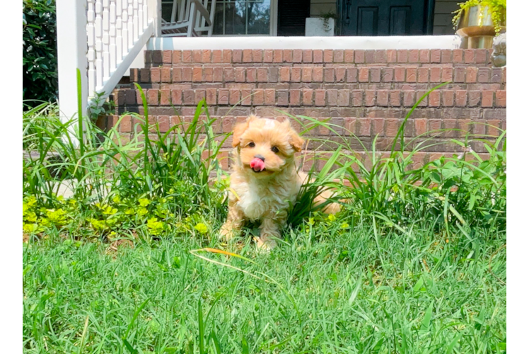 Cute Malt a Poo Poodle Mix Puppy