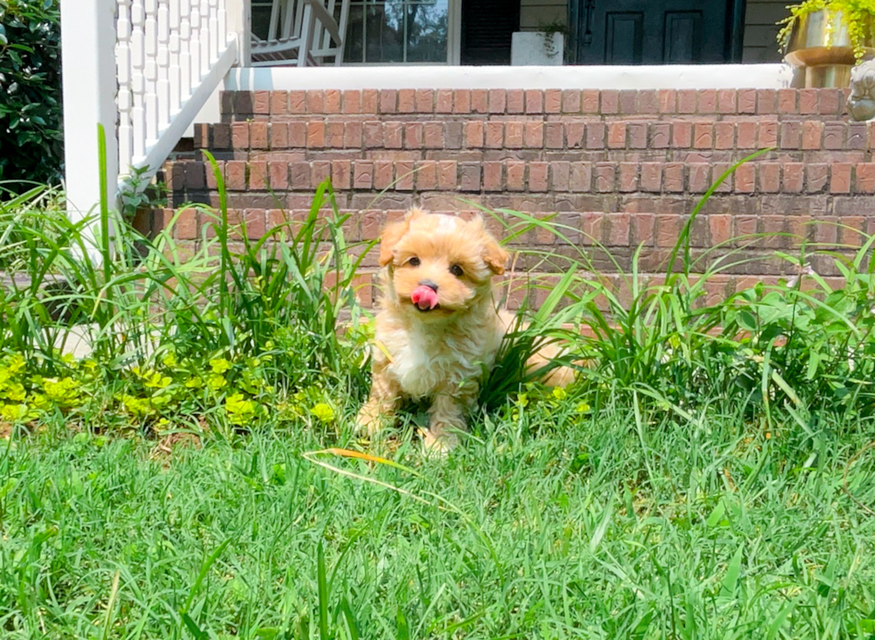 Cute Malt a Poo Poodle Mix Puppy
