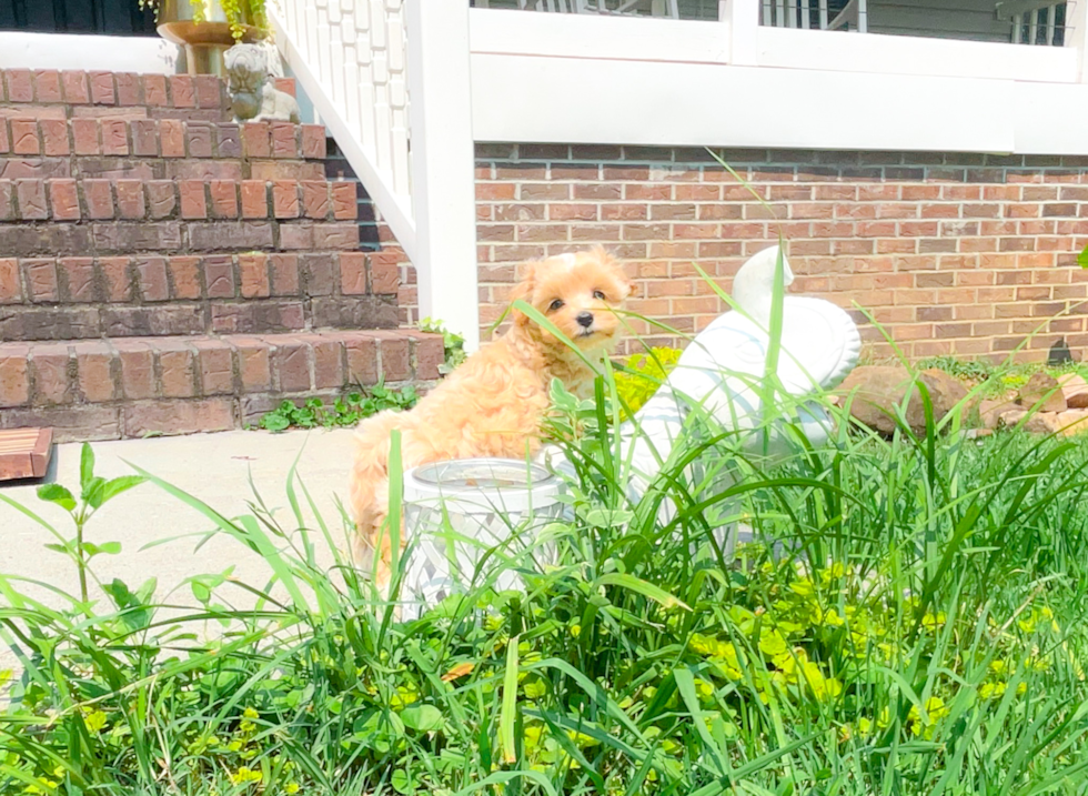 Cute Maltipoo Baby
