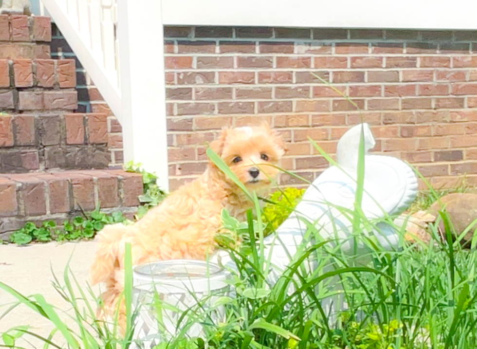 Maltipoo Puppy for Adoption
