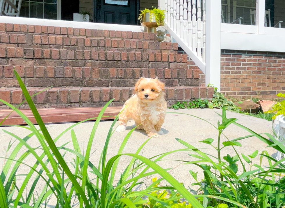 Maltipoo Pup Being Cute
