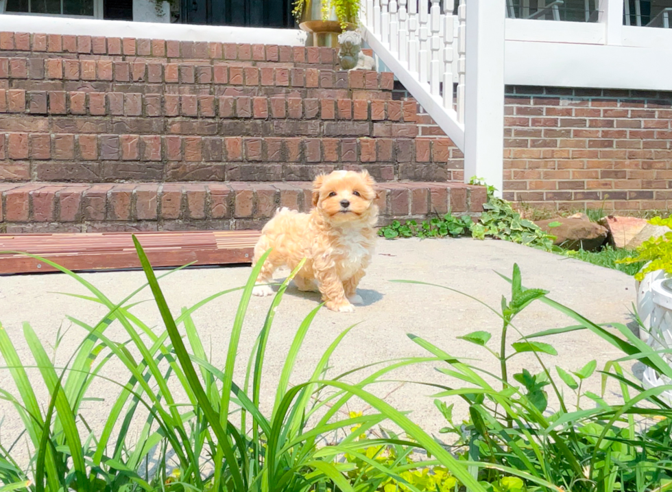 Cute Malt a Poo Poodle Mix Puppy