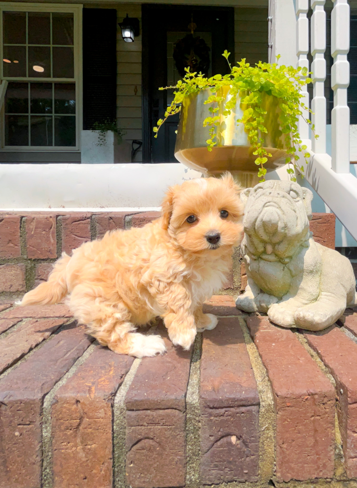 Maltipoo Pup Being Cute