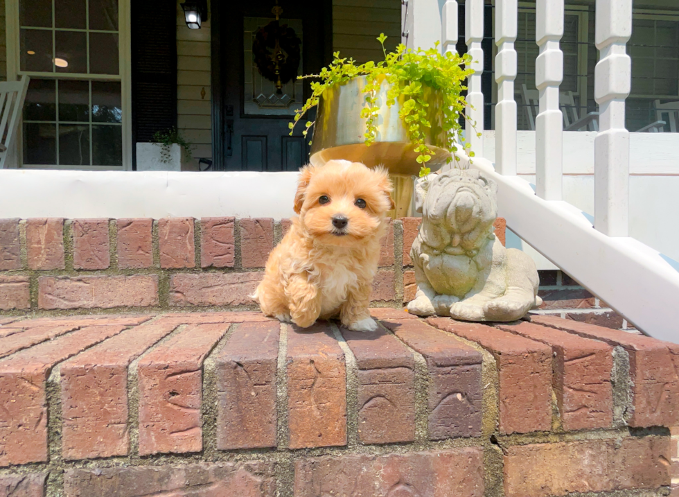 Cute Malt a Poo Poodle Mix Puppy