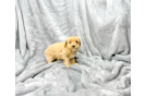 Cute Maltipoo Poodle Mix Pup