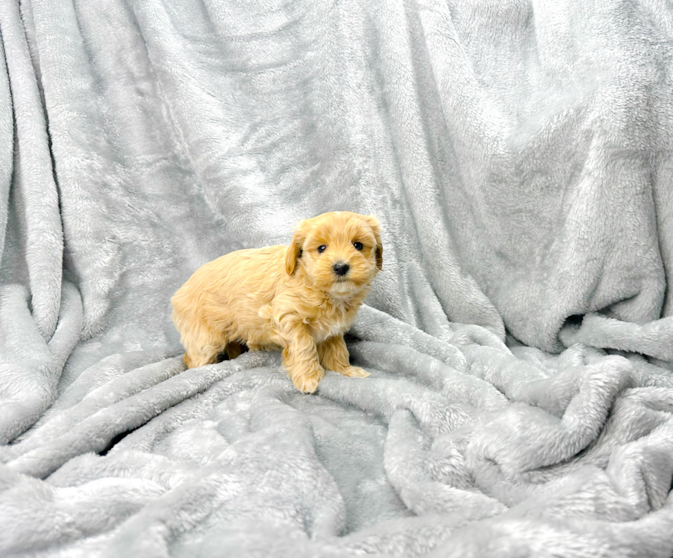 Cute Maltipoo Poodle Mix Pup