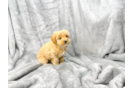 Maltipoo Puppy for Adoption