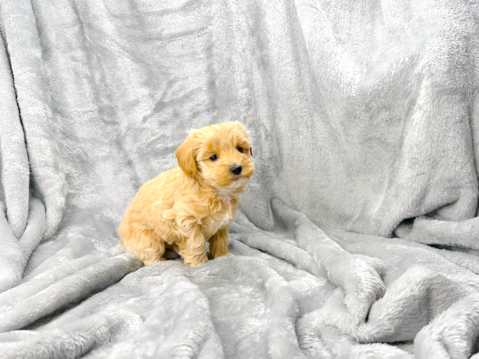 Maltipoo Puppy for Adoption