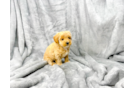 Cute Maltipoo Poodle Mix Pup