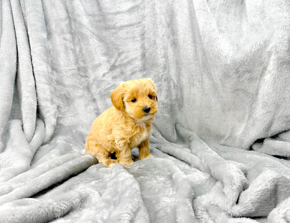 Cute Maltipoo Poodle Mix Pup