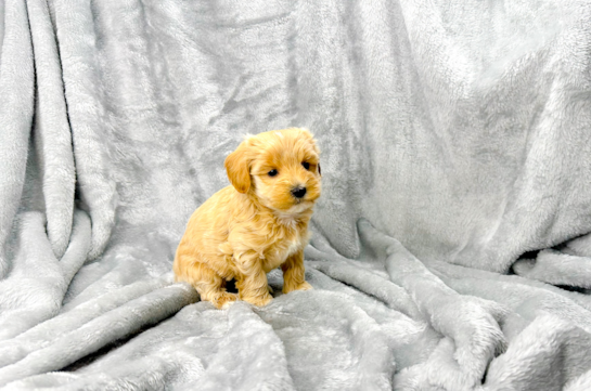 Cute Maltipoo Poodle Mix Pup