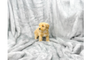 Maltipoo Puppy for Adoption