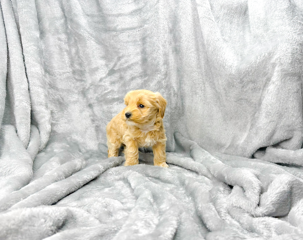 Maltipoo Puppy for Adoption