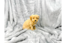 Maltipoo Puppy for Adoption