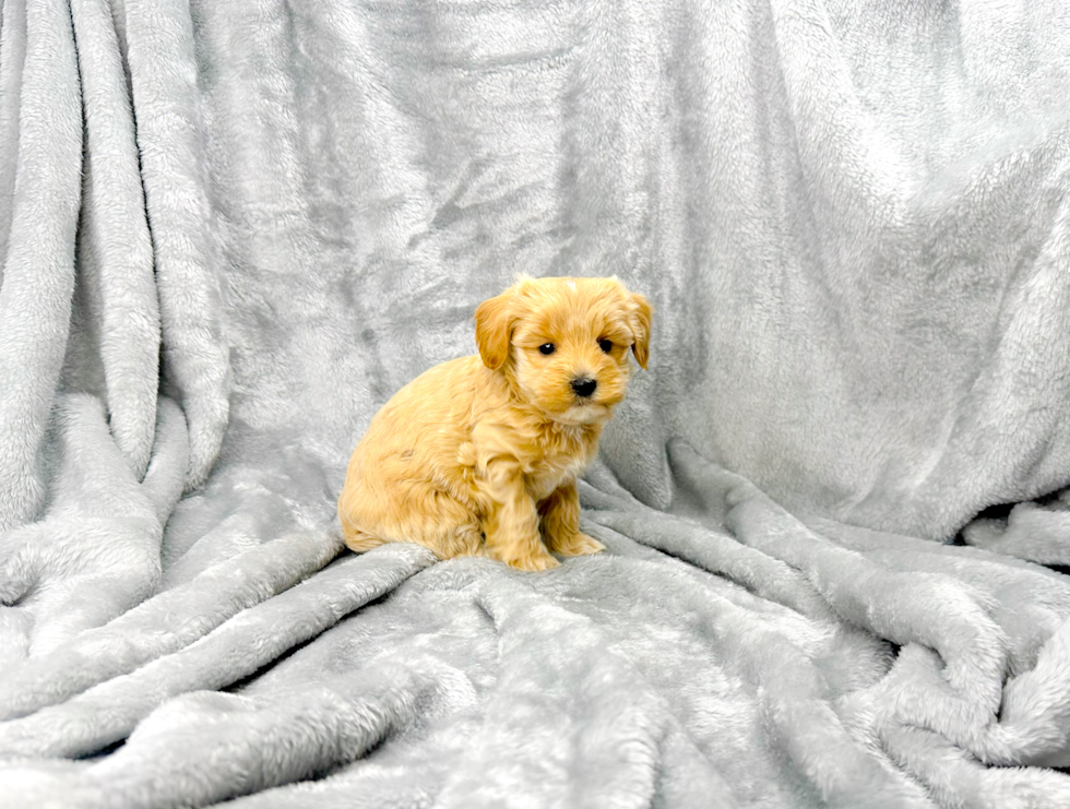 Maltipoo Puppy for Adoption