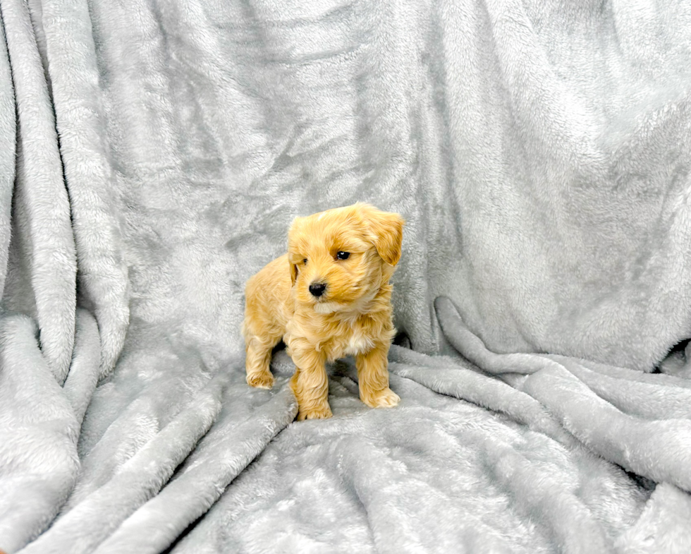 Best Maltipoo Baby