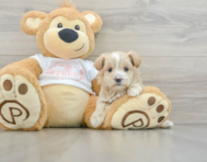 8 week old Maltipoo Puppy For Sale - Simply Southern Pups