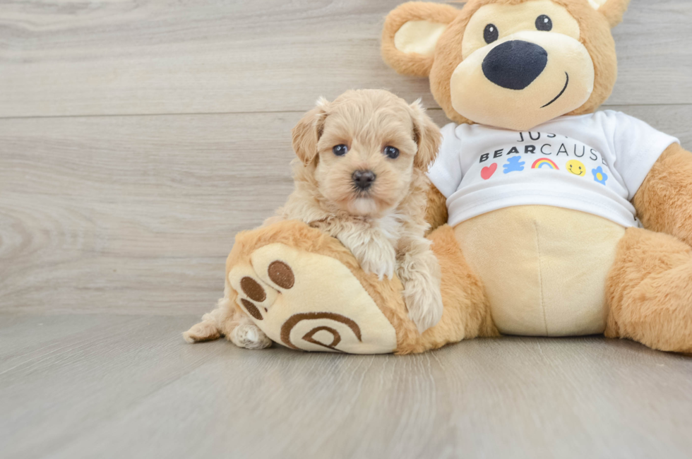 7 week old Maltipoo Puppy For Sale - Simply Southern Pups