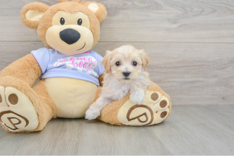 Maltipoo Puppy for Adoption